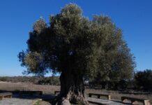 Artistic Traditions of Bulgarian Peasants