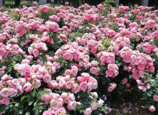 Bulgaria and the Bulgarians